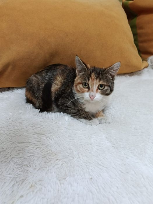 Возьмите Кошечку