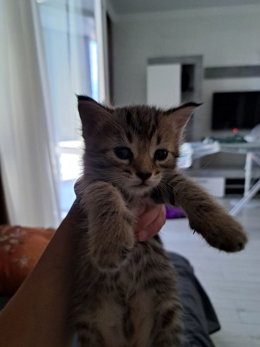 Продаются котята