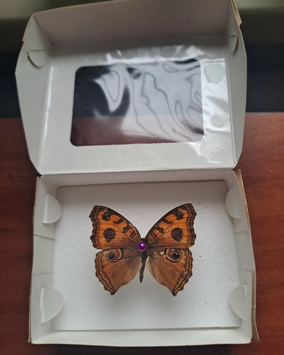 Настоящая бабочка.