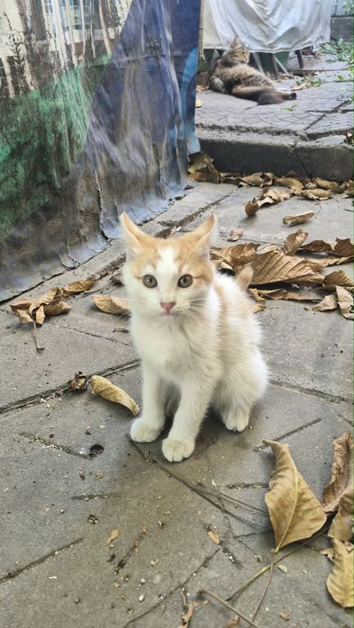 Отдам котёнка, бесплатно