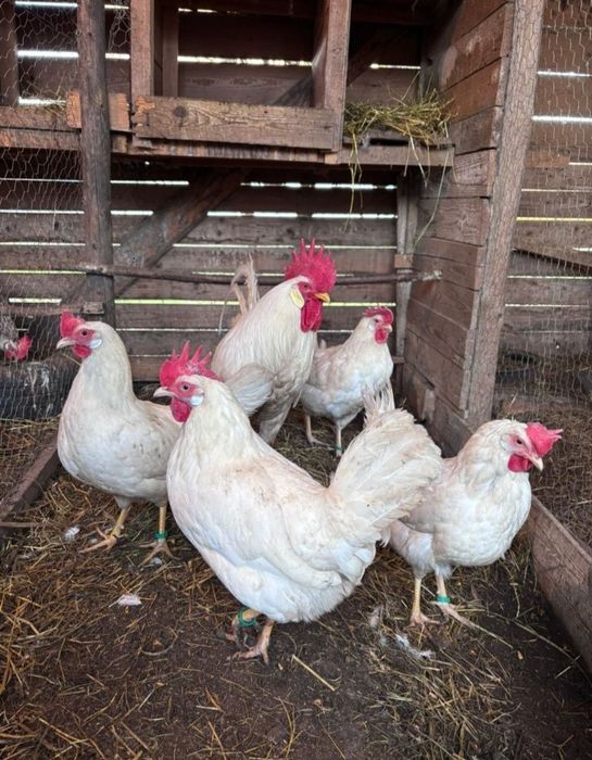 Vând familie Leghorn pura