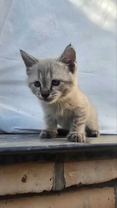 Отдам котят в хорошие руки