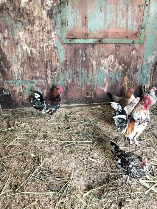 Карлики бентамка ситцевые