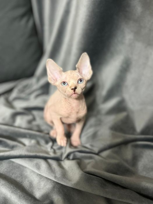 Канадские сфинксы