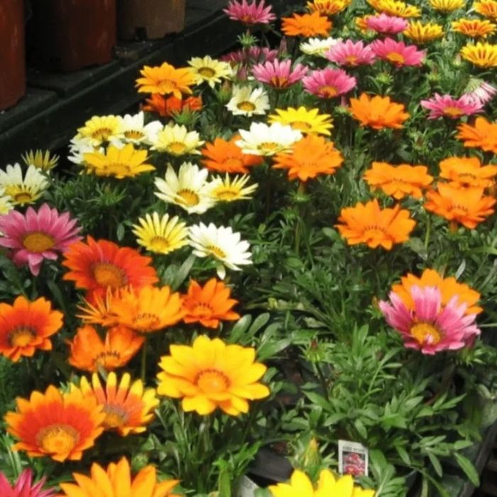 Цветы для дома от 500 и выше