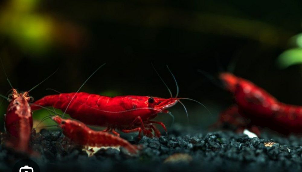 Krivetka Vishnya! rangi qizil