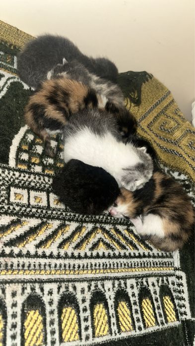 кошка бесплатно 6 шт