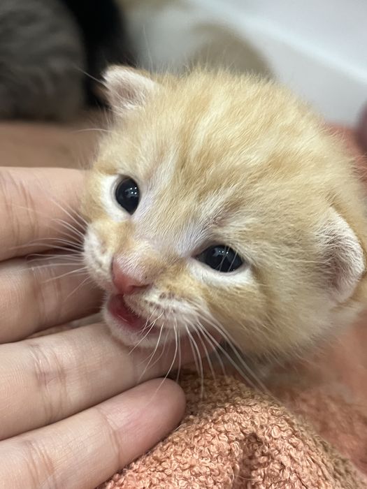 1 жарым айлық марғаулар