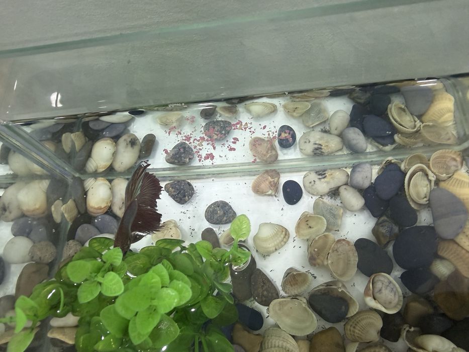 Аквариум с рыбкой петушком и сомиком