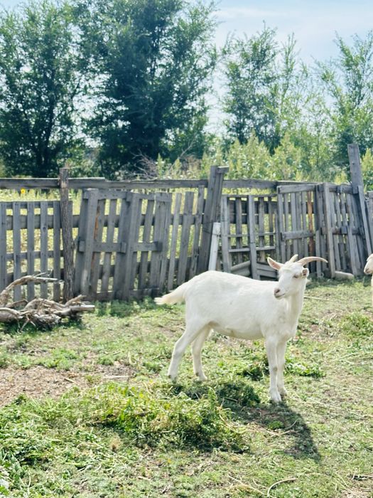 Продаются козы дойные