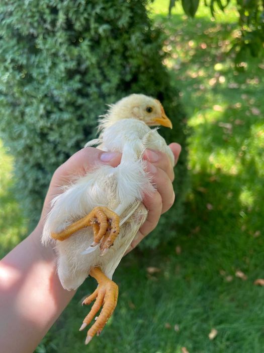 1 oylik baquvvat zotdor xo'rozchalar 34 ta bor kelishtirib bervoraman