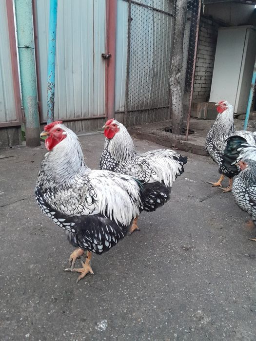 Vând cocosi Wiandot