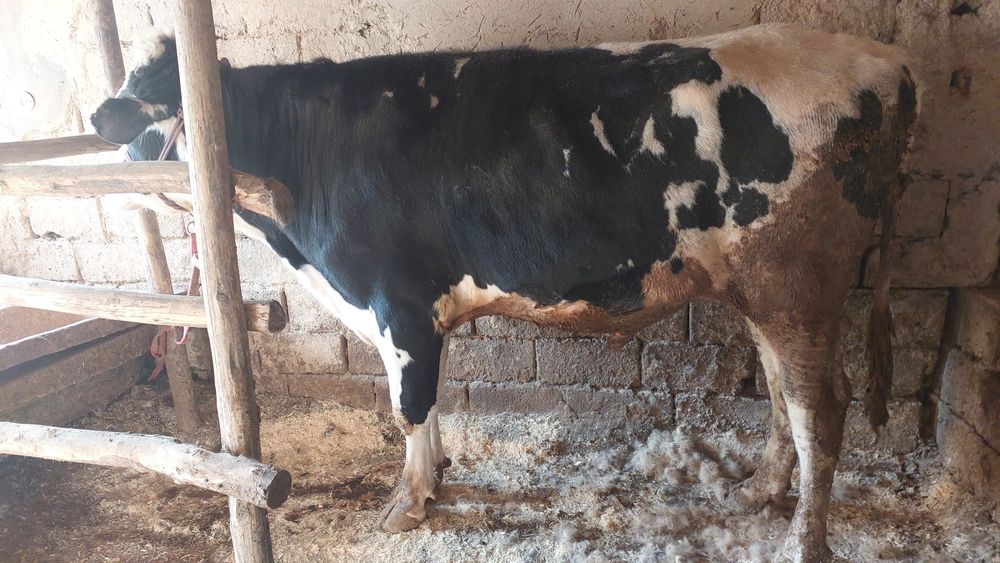 Buqa sotiladi golshten gibrit