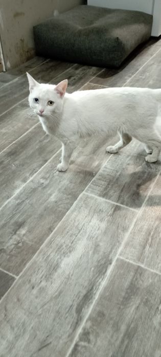 Продам котят ангорка.