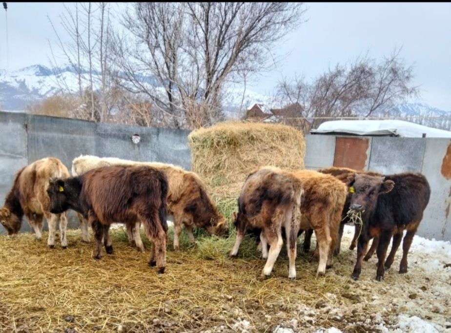 Продаются бычки .