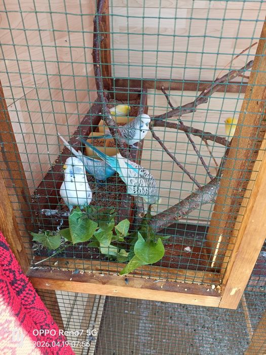 Canari de cantec și peruși