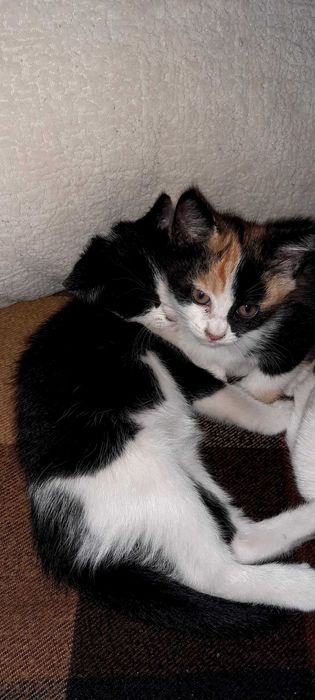 Отдам умных котят