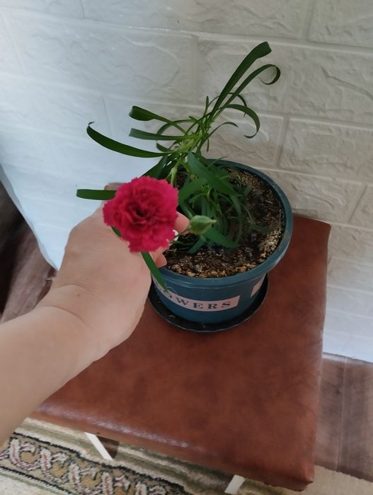 Комнатный цветок