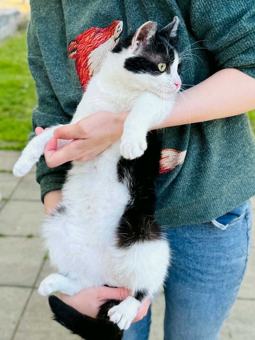Коте Kари търси своя дом