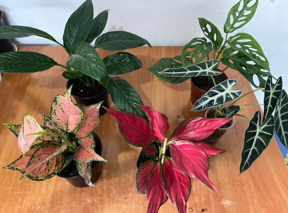 Комнатные растения