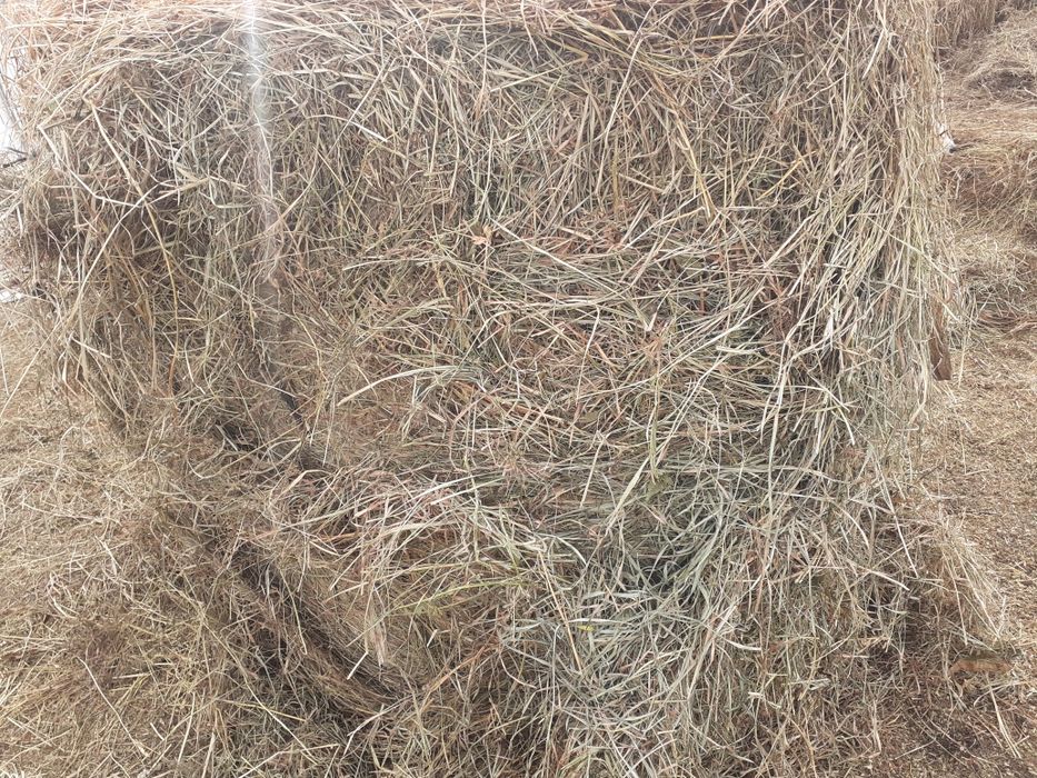 Vând baloti de lucerna, fan și paie de orz