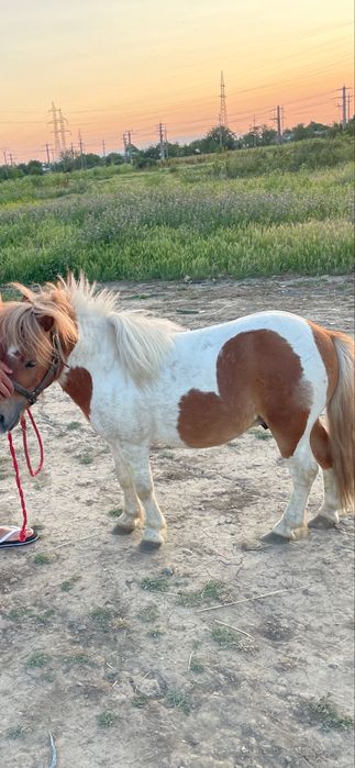 Vand ponei  talie mica