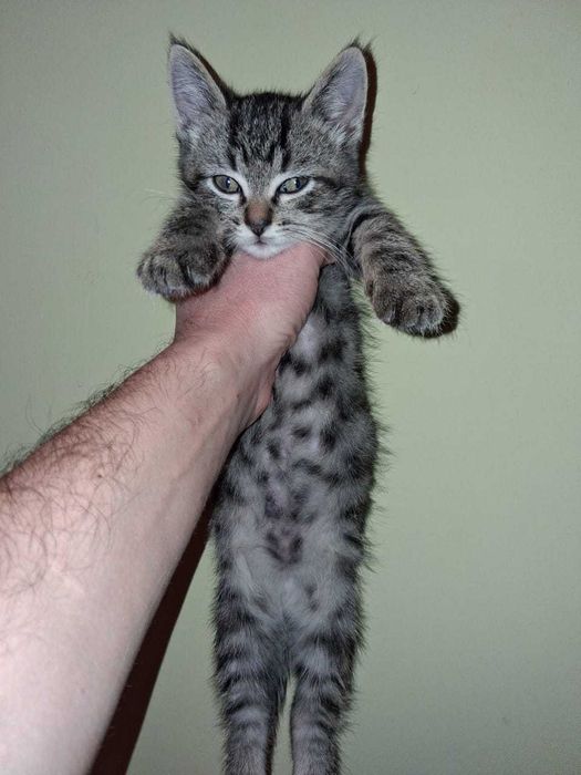 отдам котят добрым людям