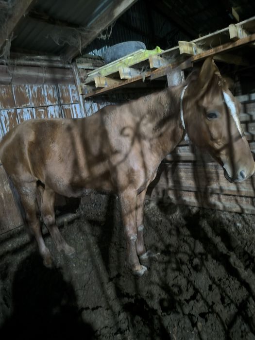 5 жасар семіз бие сатылады