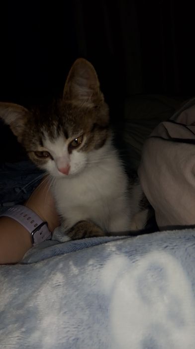 Отдам девочку котёнка