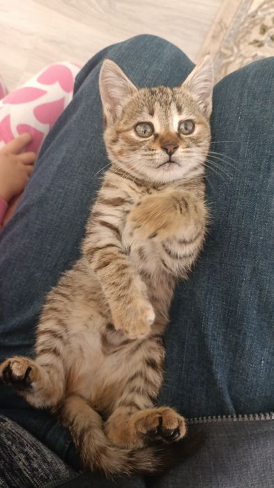 Котенок срочно ищет дом!!!