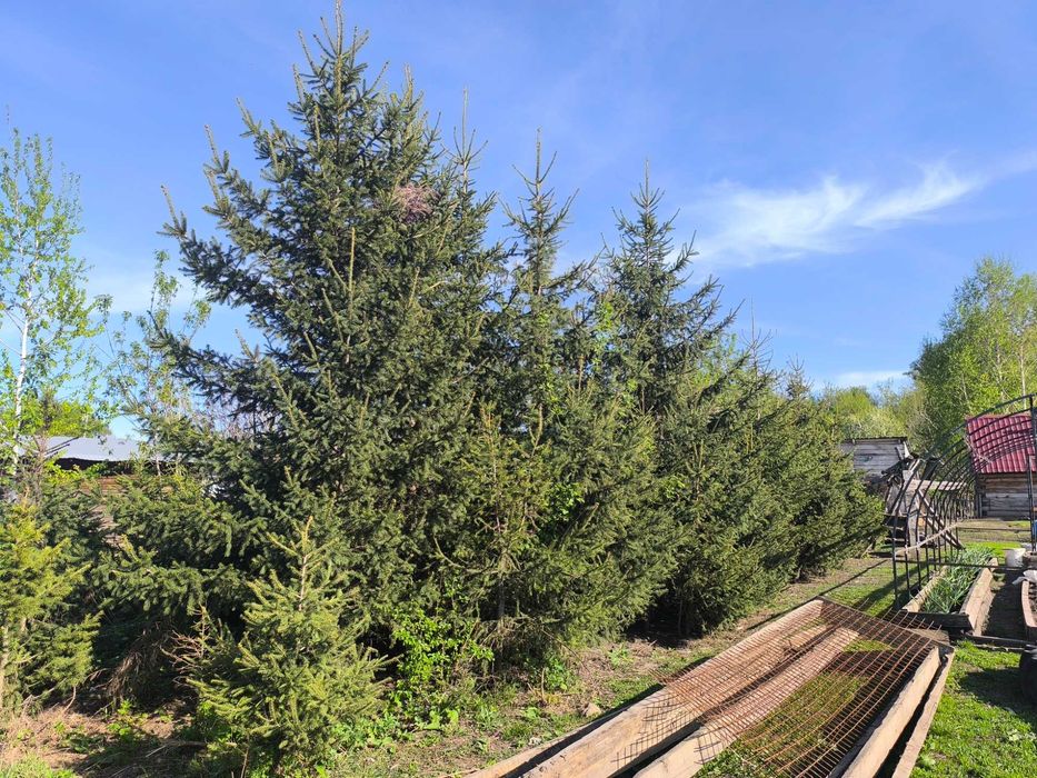 Продам саженцы ели