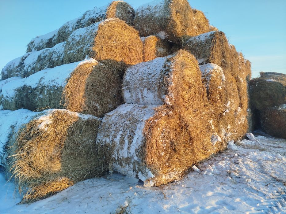 Шөп сено рулонами