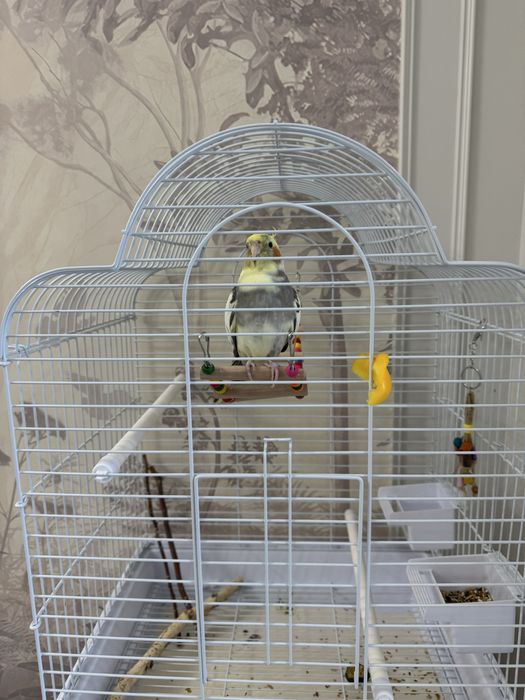 Продам попугая Карела