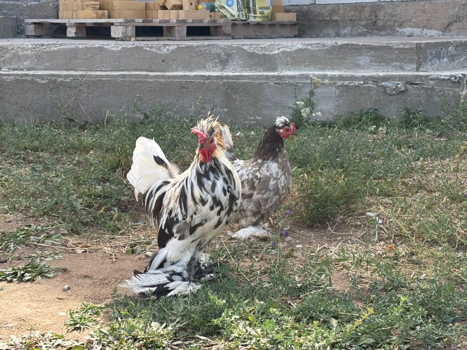 Японский куры,бентамки