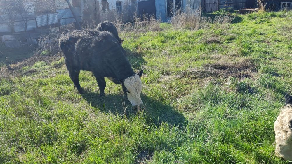 Бұқа (быки) сатамын