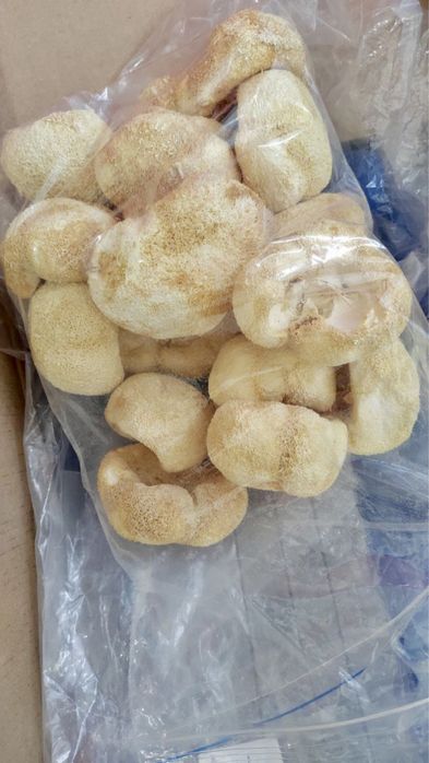 Ежовик гребенчатый. Топ качество.