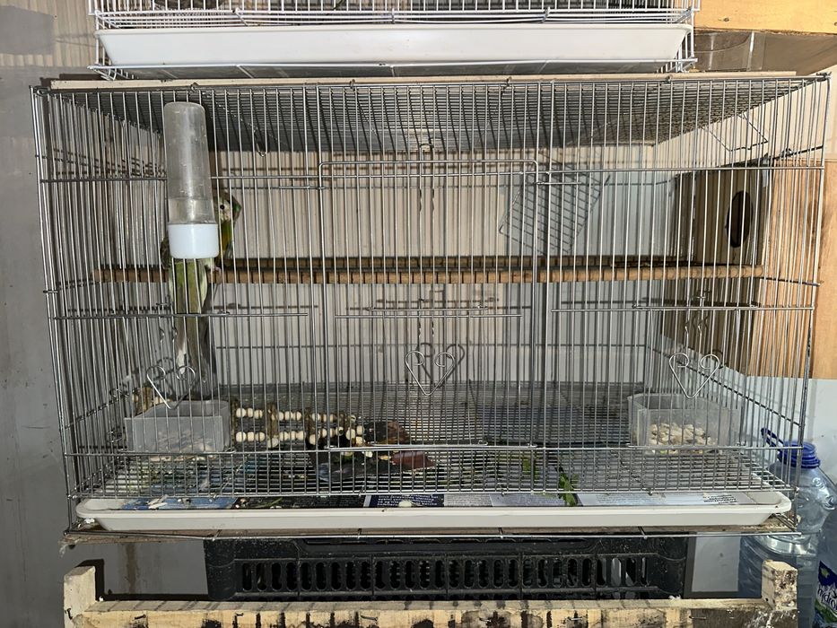 Toti xammasi qafaslari blan xammasi ozni pari blan tayyor