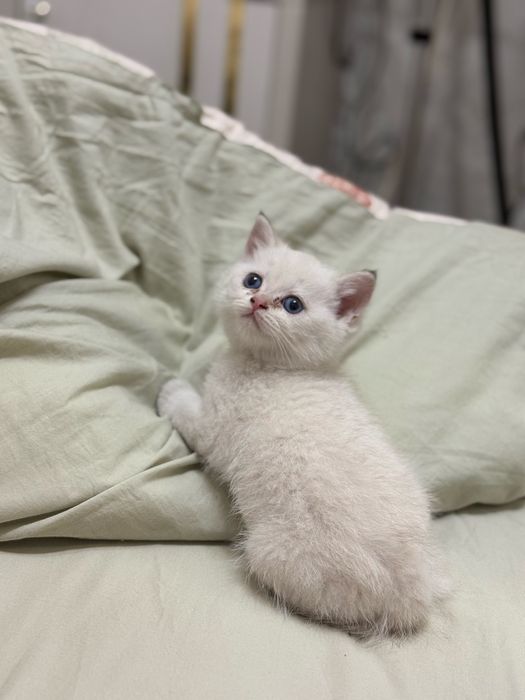 Skotish strayt 4 oylidan oshu