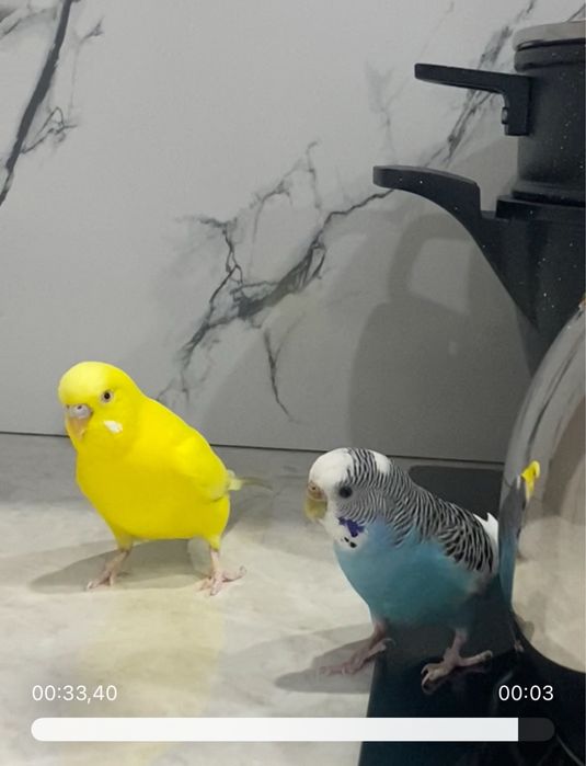 Продам 2-попугая с клеткой