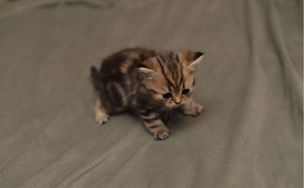 Шотландские фолд и страйты котята