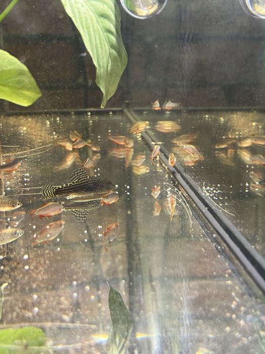 Somn sticla, Kuli, Tetra Ember, Microrasbora Galaxy, Sewelia, L201