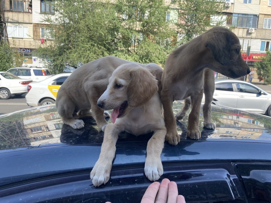 Щенки Казахской Тазы