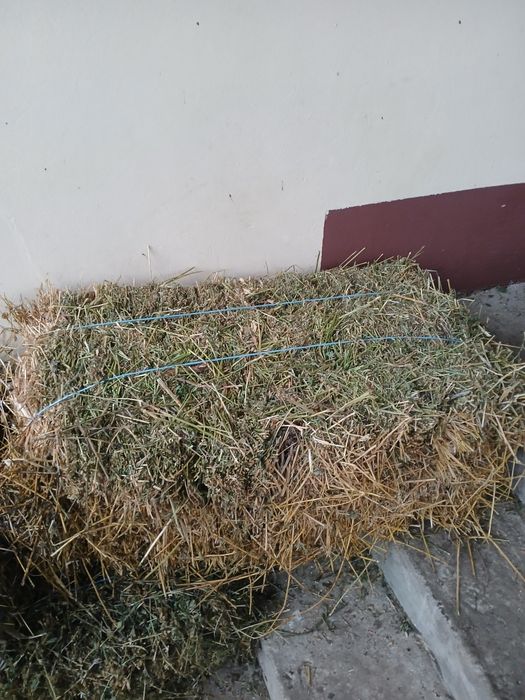 Vând baloti lucerna și coceni