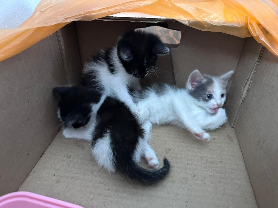 Мысықтар бар,тегін!