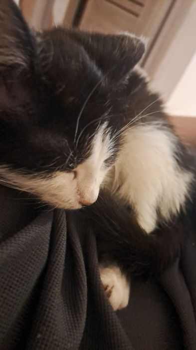 Отдам котенка  4 мес.девочка.