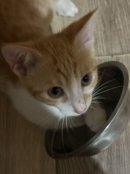 рыжий котенок в хорошие руки