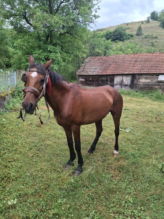 Vând iapă foarte bună