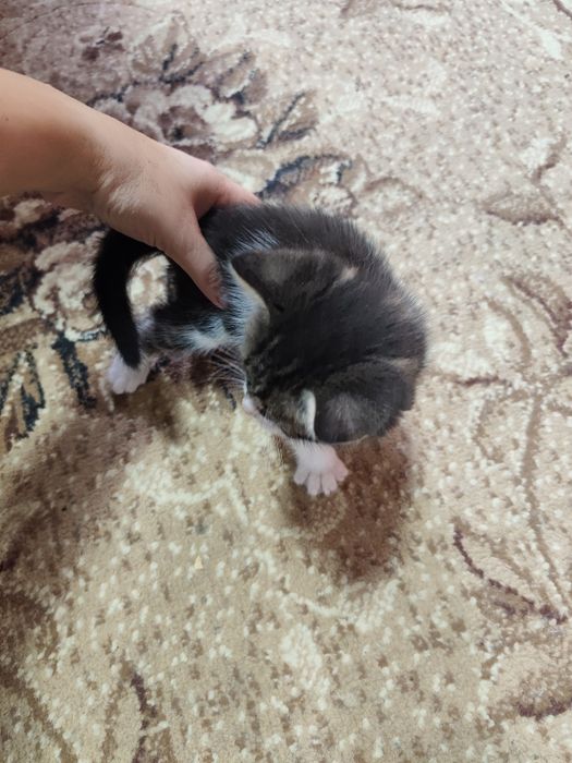 Отдам котят в хорошие руки
