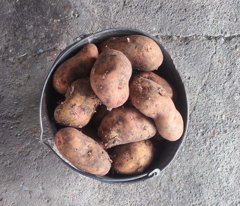 Картофель домашний