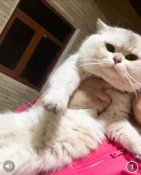 Britanskiy NS 11 Okras Shinshila